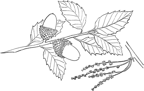 Quercus Suber Or Cork Oak Coloring Page